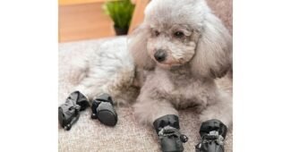 강아지겨울신발 나만 빼고 다 알고 있는 방송인기상품 선택노하우