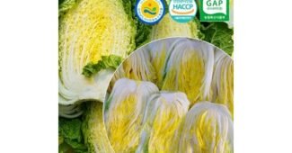 배추 짱짱짱!! 내 시간을 아껴주는 상품 스마트한 선택