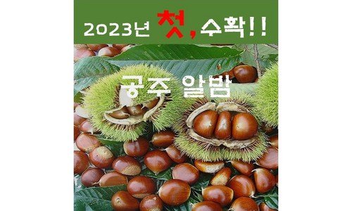 공주밤 놓치면 후회할 최강 우쭈쭈! 우쭈쭈!