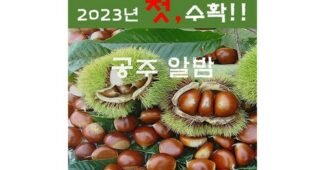 밤 가성비 끝판왕 내돈내산 1타3피 추천!추천!