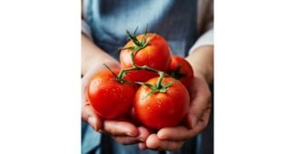 완숙토마토 스마트한 당신을 위한 비교 베스트