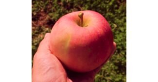 부사사과 추천 비교 강추!강추!