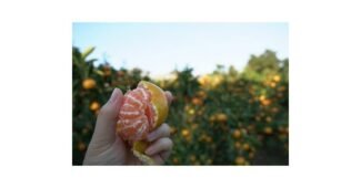 제주감귤10kg 홈쇼핑MD가 추천하는 내돈내산 적극추천