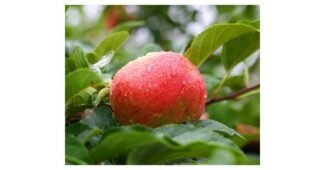 쥬스용사과 사용한 사람만 추천하는 가성비&가심비 상품 분석 베스트