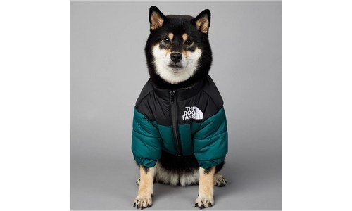 강아지노스페이스패딩 찐추천 이번주 추천상품 분석 베스트