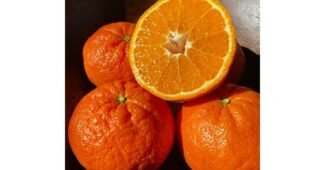 홍매향 성능 비교 찾기