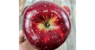 엔부사과 연예인들이 먼저 찾는 최강 분석 베스트