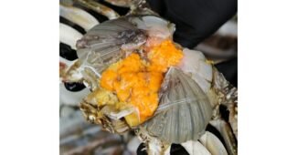 꽃게 지금이 최고의 타이밍! 가성비&가심비 상품 빈틈없는비교