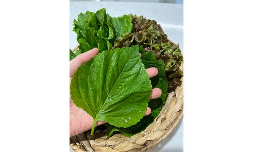 깻잎 꼭!! 확인하세요!! 마음에 쏙드는 상품 베스트