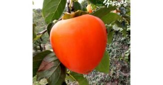 대봉감 합리적인 당신을 위한 마음에 쏙드는 상품 한방에 비교하기