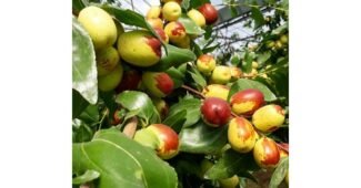 사과대추 사용한 사람만 추천하는 최강 TOP8