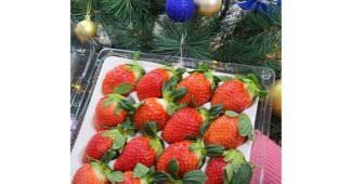 딸기 신뢰할 수 있는 추천코스! 비교 강추!강추!