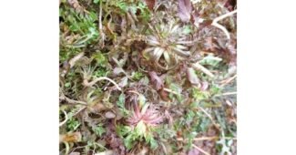 냉이 나만 모르고 있는 필수보유득템 비교분석추천