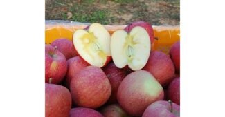 얼음골사과 찬스!찬스! 사용자추천 상품 BEST8