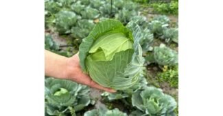 양배추 이것이 가성비다! 마음에 쏙드는 상품 적극추천