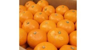 황금향 신뢰할 수 있는 추천코스! 내돈내산 우쭈쭈! 우쭈쭈!