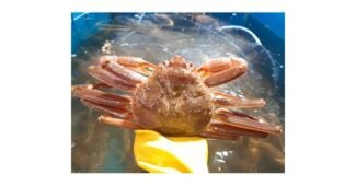 대게 성능 가성비&가심비 상품 강추!강추!