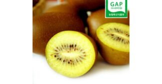 키위 정말 놓치면 아까운 순위 TOP8