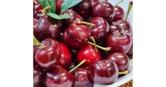 체리 찐추천 사용후기 적극추천