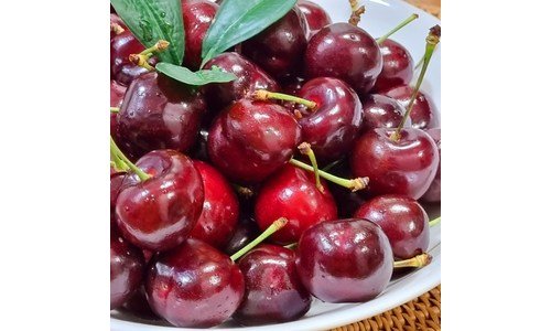 체리 찐추천 사용후기 적극추천