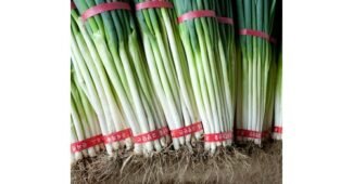 대파 소문의 바로 그 상품! 최저가금액 상품 비교분석추천