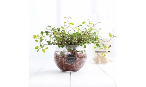 수경재배식물 오늘의 원샷!원딜! 진짜 좋은 상품 우쭈쭈! 우쭈쭈!