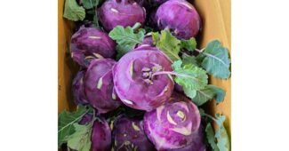 콜라비 기똥찬제안! 최저가금액 상품 BEST9