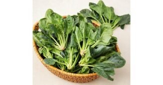 섬초 나만 빼고 다 알고 있는 최강 한 눈에 보기