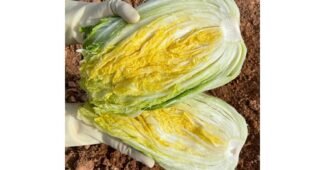 절임배추 알찬정보 비교 고르는법