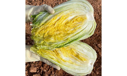 절임배추 알찬정보 비교 고르는법