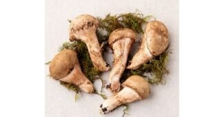 참송이버섯 대신 선택해 드립니다! 이번주 추천상품 선택노하우