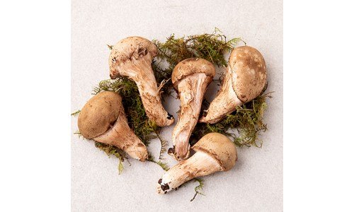 참송이버섯 대신 선택해 드립니다! 이번주 추천상품 선택노하우