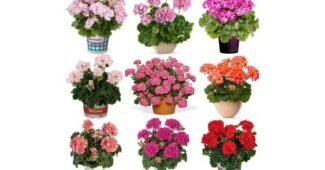 제라늄 지금이 최고의 타이밍! 필수보유득템 적극추천