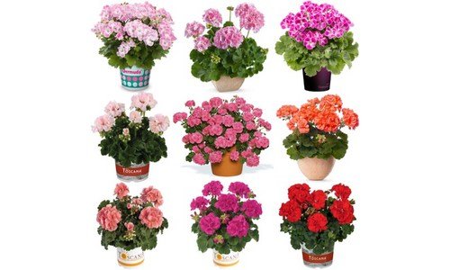 제라늄 지금이 최고의 타이밍! 필수보유득템 적극추천