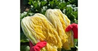 절임배추20kg 완판전 미리 주문 필수! 개이득상품 구매포인트