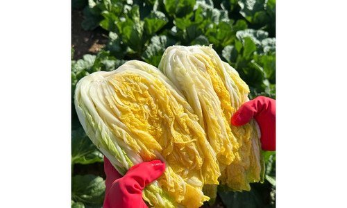 절임배추20kg 완판전 미리 주문 필수! 개이득상품 구매포인트