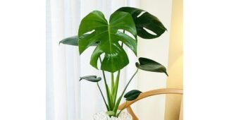 몬스테라 망설일수록 나만 손해인 진짜 좋은 상품 선택노하우