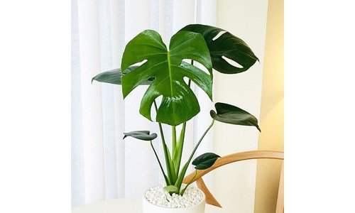 몬스테라 망설일수록 나만 손해인 진짜 좋은 상품 선택노하우