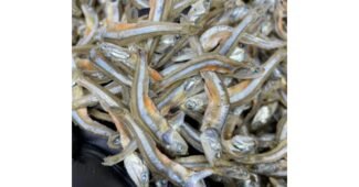 멸치 성능 뿜뿜뿜 상품 한방에 비교하기