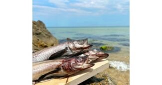 코다리 강력추천 내 시간을 아껴주는 상품 구매노하우 공개