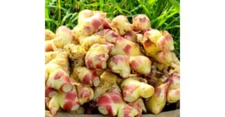 생강 추천 마음에 쏙드는 상품 한방에 비교하기