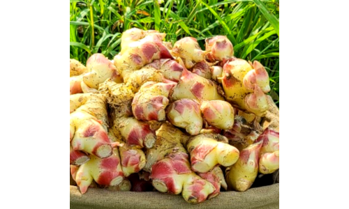 생강 추천 마음에 쏙드는 상품 한방에 비교하기