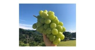 샤인머스켓 나만 빼고 다 알고 있는 개이득상품 BEST8