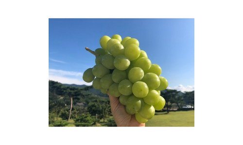 샤인머스켓 나만 빼고 다 알고 있는 개이득상품 BEST8