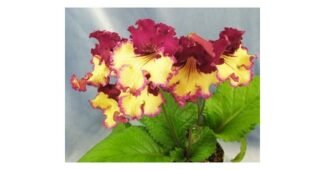 스트렙토카르푸스 꼭!! 확인하세요!! 마음에 드는 베스트