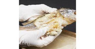 보리굴비 정말 놓치면 아까운 순위 BEST8