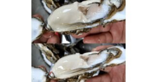 석화 망설일수록 나만 손해인 진짜 좋은 상품 구매노하우 공개