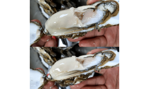 석화 망설일수록 나만 손해인 진짜 좋은 상품 구매노하우 공개