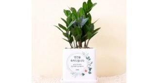식당화분 진짜배기 비교 셀링포인트
