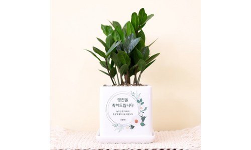 식당화분 진짜배기 비교 셀링포인트